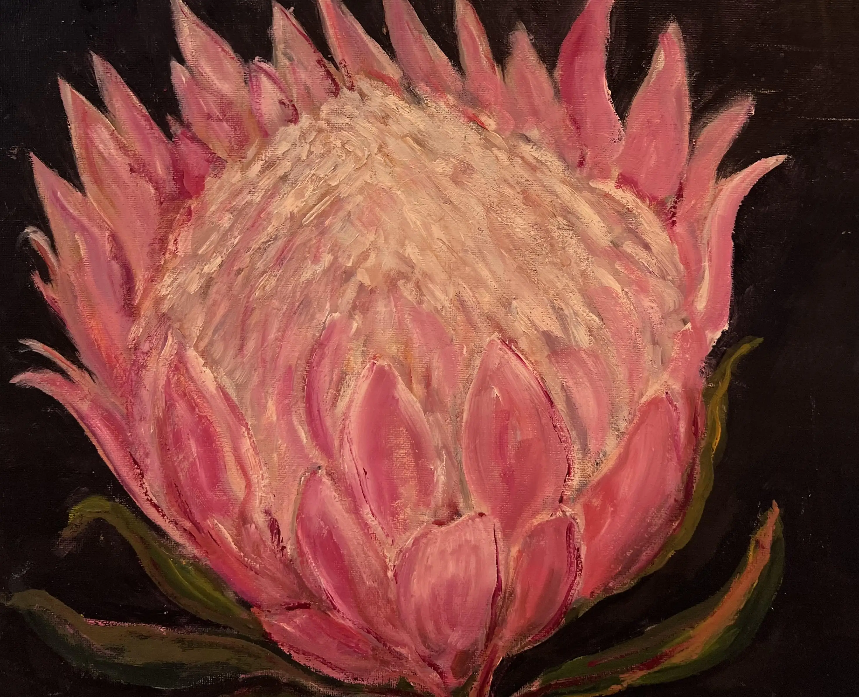 A spotlight on a protea