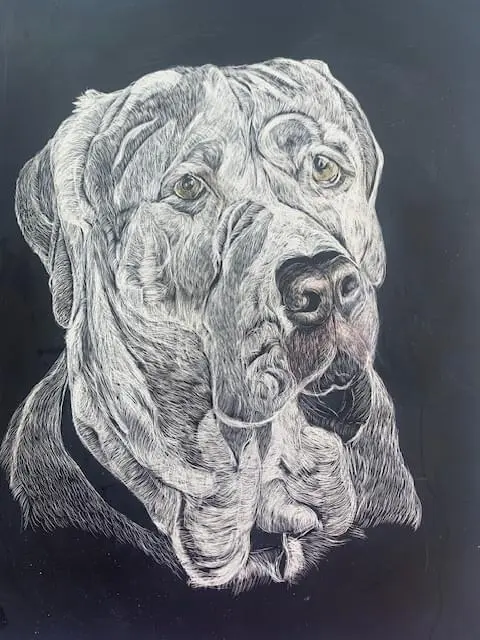 Luna on scratchboard
